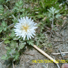 흰민들레(Taraxacum coreanum Nakai) : 현촌