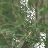 홍도까치수염(Lysimachia pentapetala Bunge) : 설뫼*