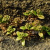 낚시돌풀(Leptopetalum coreanum (H.L?v.) Naiki & Ohi-Toma) : 통통배