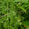 갈퀴덩굴(Galium spurium L. var. echinospermum (Wallr.) Desp.) : 꽃마리