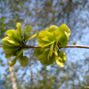 비술나무(Ulmus pumila L.) : 산들꽃