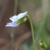 흰제비꽃(Viola patrinii DC. ex Ging.) : 카르마