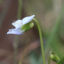 흰제비꽃 : 카르마