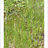 바늘골(Eleocharis pellucida J.Presl & C.Presl var. japonica (Miq.) Tang & F.T.Wang) : 산들꽃