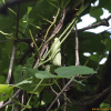 등칡(Aristolochia manshuriensis Kom.) : habal