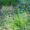 반들사초(Carex tristachya Thunb.) : 추풍