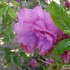 겹산철쭉(Rhododendron yedoense Maxim.) : 塞翁之馬