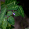 돌콩(Glycine max (L.) Merr. subsp. soja (Siebold & Zucc.) H.Ohashi) : 河志