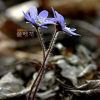 노루귀(Hepatica asiatica Nakai) : 파란수국