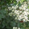 광나무(Ligustrum japonicum Thunb.) : 봄까치꽃