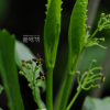 식나무(Aucuba japonica Thunb.) : 무심거사