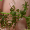 통발(Utricularia japonica Makino) : 박용석