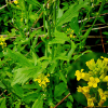 나도냉이(Barbarea orthoceras Ledeb.) : 꽃사랑