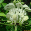 광대수염(Lamium album L. subsp. barbatum (Siebold & Zucc.) Mennema) : 현촌