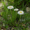 흰민들레(Taraxacum coreanum Nakai) : 통통배