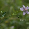 선이질풀(Geranium krameri Franch. & Sav.) : 봄까치꽃