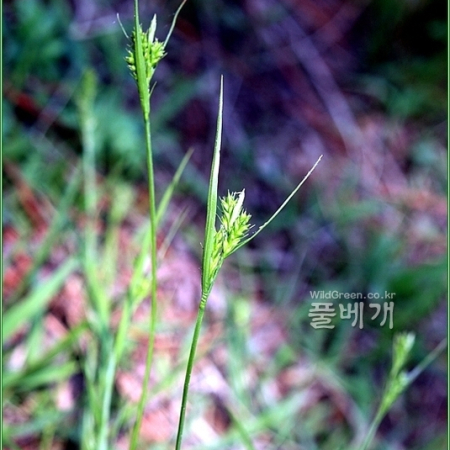 반들사초(Carex tristachya Thunb.) : 추풍