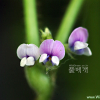 돌콩(Glycine max (L.) Merr. subsp. soja (Siebold & Zucc.) H.Ohashi) : 가야