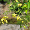 개버무리(Clematis serratifolia Rehder) : 설뫼*