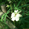 닥풀(Hibiscus manihot L.) : 산들꽃