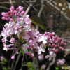 서양수수꽃다리(Syringa vulgaris L.) : 꽃마리