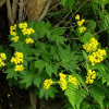 금마타리(Patrinia saniculifolia Hemsl.) : 꽃마리