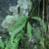 잔고사리(Dennstaedtia hirsuta (Sw.) Mett. ex Miq.) : 무심거사