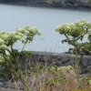 갯강활(Angelica japonica A.Gray) : 카르마