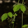 돌외(Gynostemma pentaphyllum (Thunb.) Makino) : 무심거사