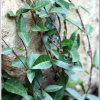 줄사철나무(Euonymus fortunei var. radicans (Miq.) Rehder) : 塞翁之馬
