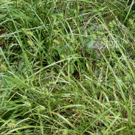 도깨비사초(Carex dickinsii Franch. & Sav.) : 현촌