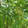 마가목(Sorbus commixta Hedl.) : 몽블랑