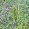 도깨비사초(Carex dickinsii Franch. & Sav.) : 현촌