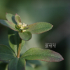 네잎갈퀴(Galium bungei Steud. var. trachyspermum (A.Gray) Cufod.) : 산들꽃