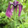 꽃창포(Iris ensata Thunb.) : 버들피리