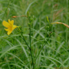 백운산원추리(Hemerocallis hakuunensis Nakai) : 산들꽃