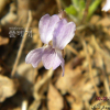 둥근털제비꽃(Viola collina Besser) : 까치박달