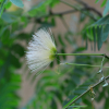 왕자귀나무(Albizia kalkora (Roxb.) Prain) : 봄까치꽃