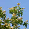 왕자귀나무(Albizia kalkora (Roxb.) Prain) : 봄까치꽃