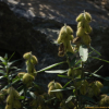 활나물(Crotalaria sessiliflora L.) : 무심거사