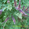 족제비싸리(Amorpha fruticosa L.) : 현촌