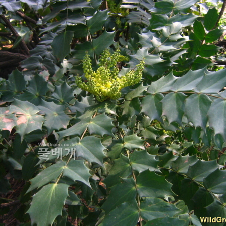 뿔남천(Mahonia japonica (Thunb.) DC.) : 설뫼