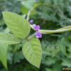 돌콩(Glycine max (L.) Merr. subsp. soja (Siebold & Zucc.) H.Ohashi) : 통통배