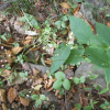 가시여뀌(Persicaria dissitiflora (Hemsl.) H.Gross ex Mori) : 벼루