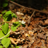대성쓴풀(Anagallidium dichotomum (L.) Griseb.) : 도리뫼