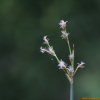 큰고랭이(Schoenoplectus tabernaemontani (C.C.Gmel.) Palla) : 풀잎사랑