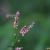가는개여뀌(Persicaria trigonocarpa (Makino) Nakai) : 추풍