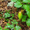 덕우기름나물(Sillaphyton podagraria (H.Boissieu) Pimenov) : 현촌