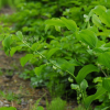 왕둥굴레(Polygonatum robustum (Korsh.) Nakai) : 통통배