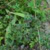 마디풀(Polygonum aviculare L.) : 들국화